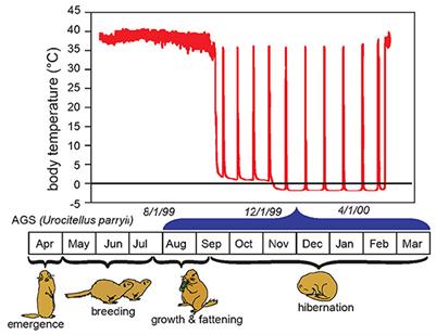 Opportunities and barriers to translating the hibernation phenotype for neurocritical care